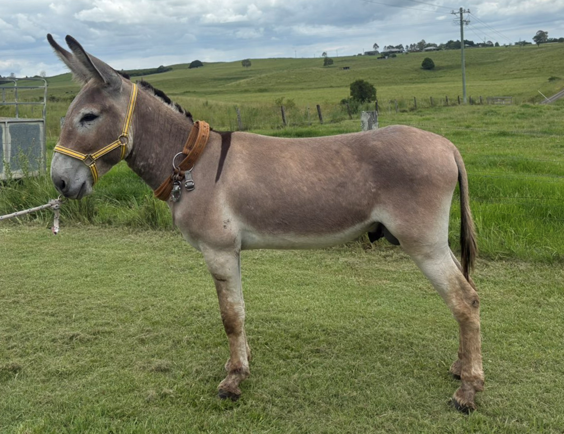 lot 10 rocky resized 2