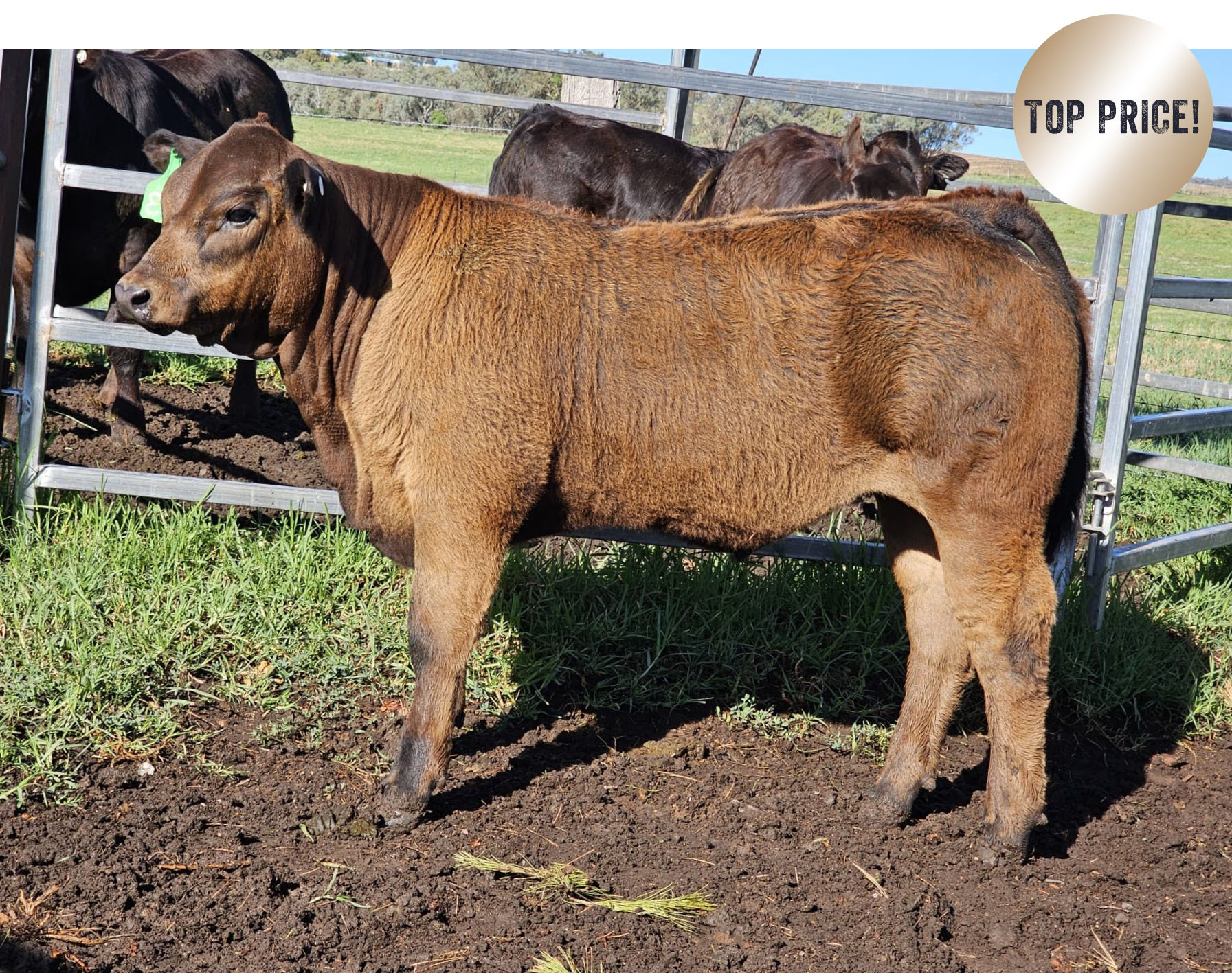 lot 11 kayce resized top price