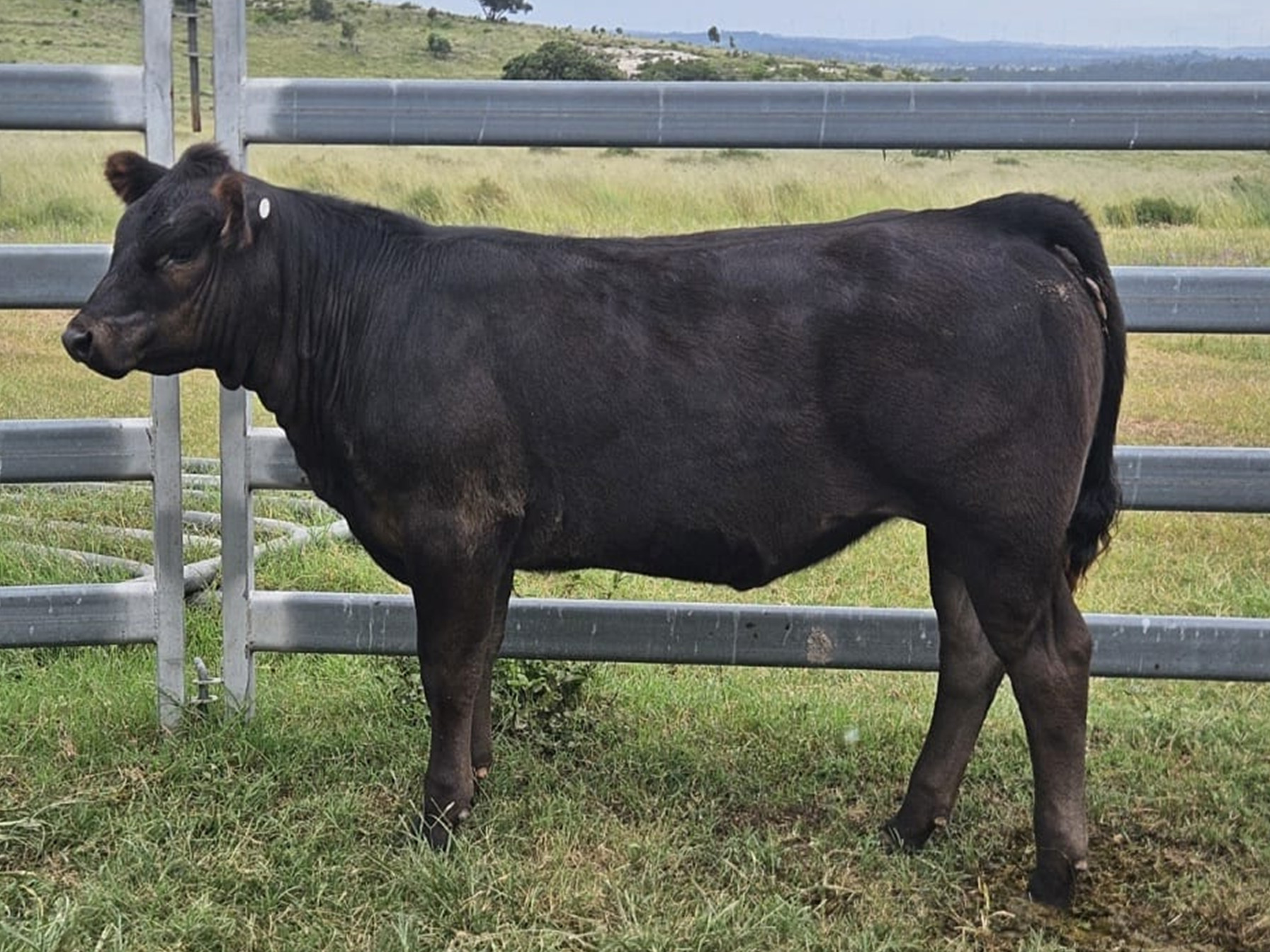 lot 19 little miss resized