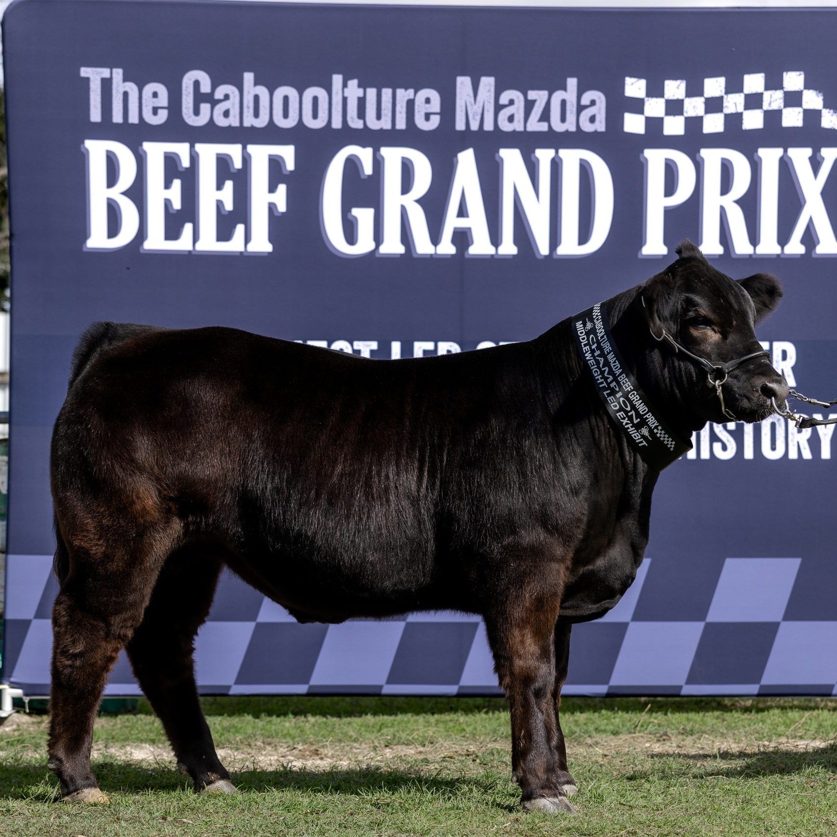 champion middleweight resized
